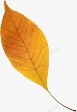 橘黄色叶子叶子纹理高清图片