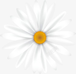 一朵白色的小雏菊素材