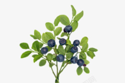笃实物树枝上的野生蓝莓高清图片