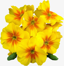 春天户外黄色鲜花一簇报春花高清图片