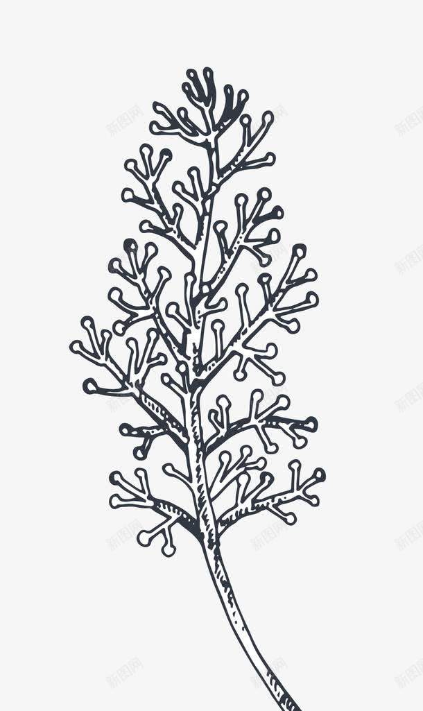 线描植物png免抠素材_新图网 https://ixintu.com 布料印花 手绘黑白植物 植物线条 线描植物 贴纸图案 黑白植物