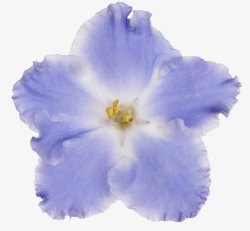 淡蓝花朵清新紫罗兰花高清图片