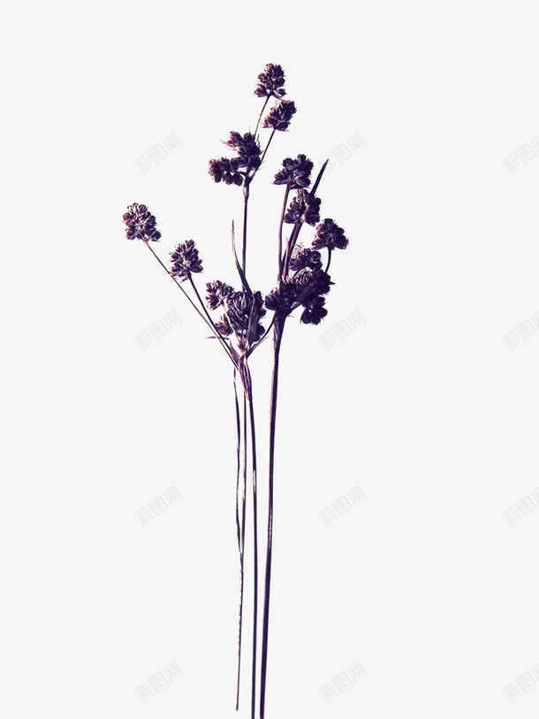 紫色干花花卉png免抠素材_新图网 https://ixintu.com 复古干花 干燥 干花 植物 紫色 花卉