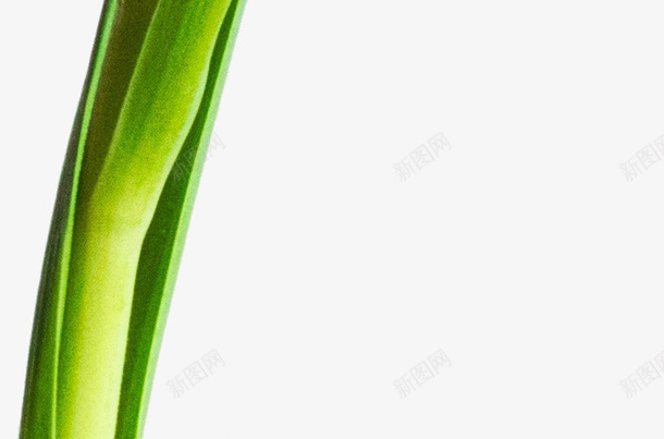 一枝含苞待放的郁金香png免抠素材_新图网 https://ixintu.com 春天 植物 花朵 郁金香 黄色