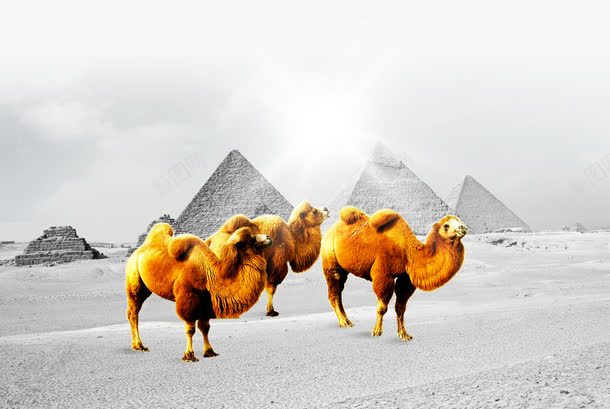 骆驼png免抠素材_新图网 https://ixintu.com 企业宣传画背景 企业文化 企业标语背景 创意素材 团队 展板 骆驼