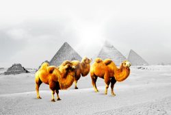 企业宣传画背景骆驼高清图片