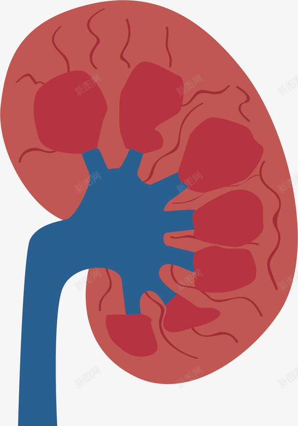 水彩红色脾脏矢量图ai免抠素材_新图网 https://ixintu.com 创意 卡通 手绘 水彩 红色 脾脏 设计 矢量图