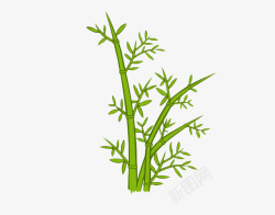 绿色的芽可爱小竹子丛生竹林高清图片