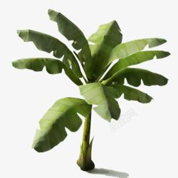 热带植物绿叶芭蕉叶热带植物高清图片