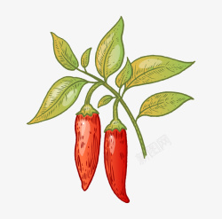 一排红辣椒图绿色树叶上的红辣椒高清图片