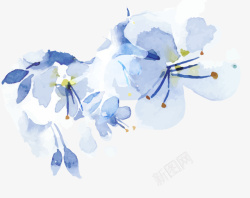 水粉花蓝色手绘水彩花朵高清图片