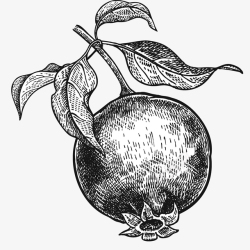 黑白水果标签手绘写实线描水果高清图片