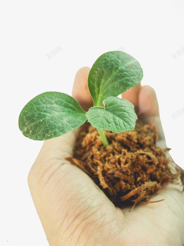 春天绿色手捧植物绿苗png图片免费下载 素材7xieaeapq 新图网