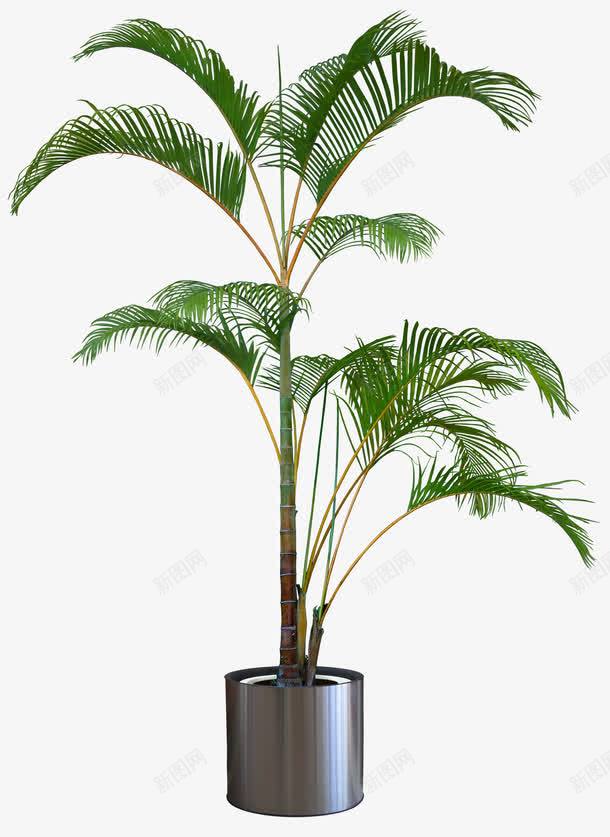 植物盆栽png图片免费下载 素材7xnqwjqkp 新图网 植物盆栽png图片免费下载 素材7xnqwjqkp 新图网
