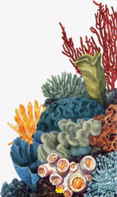 背景植物群珊瑚高清图片