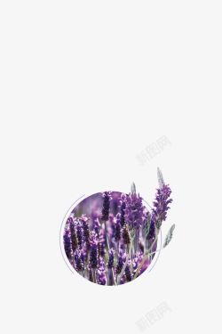 穗穗紫色薰衣草图标高清图片