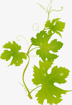 葡萄装饰设计图案修饰绿色卡通树藤高清图片