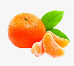 砂糖橘手绘砂糖橘高清图片