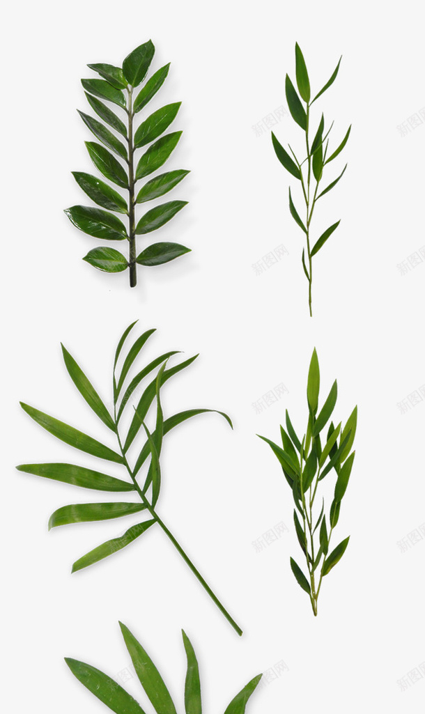 多种树叶风格png免抠素材_新图网 https://ixintu.com 不同款式 树叶 树枝 绿色 绿色植物