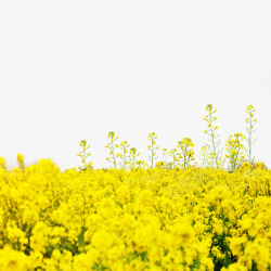 百花盛开装饰黄色油菜花丛高清图片