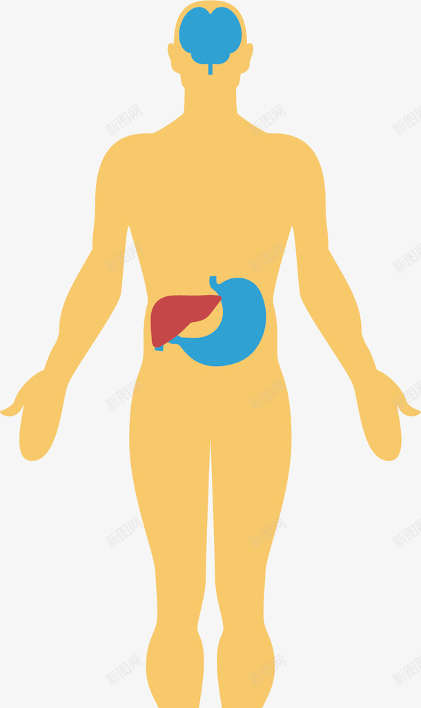 人体结构矢量图ai免抠素材_新图网 https://ixintu.com 人体 医药 生物医药 生物医药产业 生物医药展板 生物医药广告 生物医药整容 矢量图