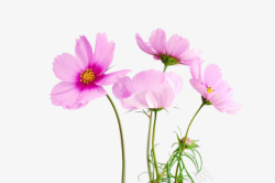 自然粉色的鲜花素材