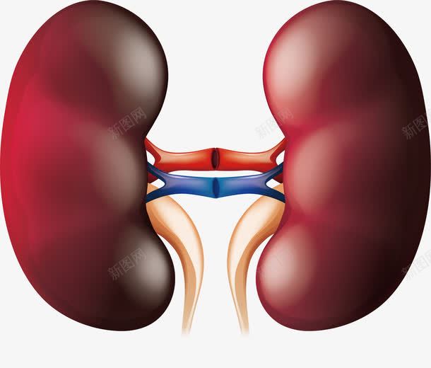 人体器官肾脏png免抠素材_新图网 https://ixintu.com 人体器官 功能器官 矢量素材 肾脏