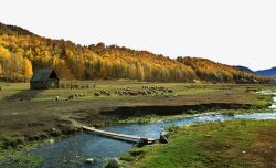 着名喀纳斯景区新疆禾木的羊群高清图片