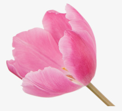 粉红色花春天花卉素材