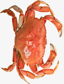 矢量水产螃蟹一个等待被烹饪的螃蟹高清图片