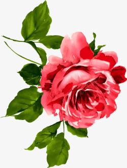 红色水彩玫瑰花朵植物素材