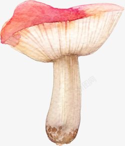 菌类插画水彩菌类蘑菇高清图片