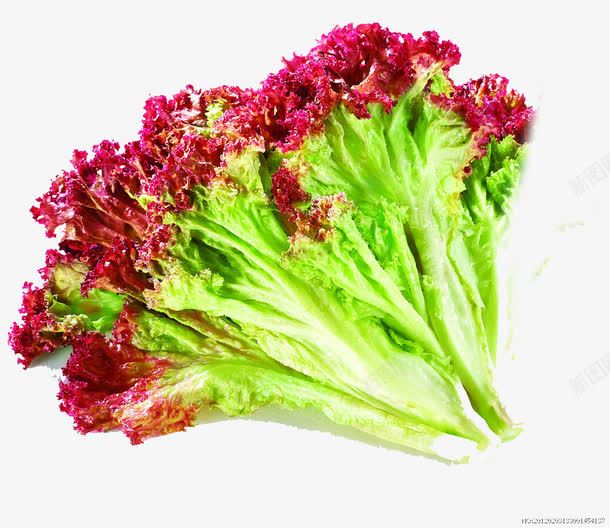 红叶生菜png免抠素材_新图网 https://ixintu.com 产品食物 健康 绿色有机 蔬菜