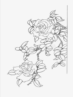 黑白描线花卉工笔画花卉高清图片