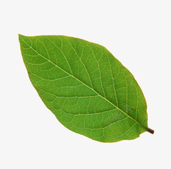 植物生命单片叶子产品实物高清图片