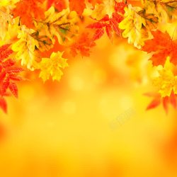 秋季金黄色树叶梦幻树叶背景高清图片