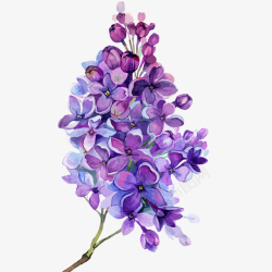 装饰塑料花紫丁香花水彩插画矢量图高清图片
