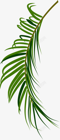 棕榈树手绘逼真棕榈叶高清图片