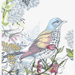彩色花框合集手绘彩色花鸟插画矢量图高清图片