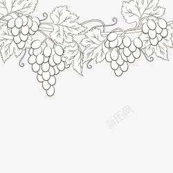 葡萄素描素描葡萄高清图片