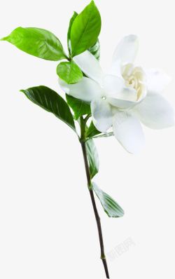 白色马摄影摄影白色的茉莉花树叶高清图片