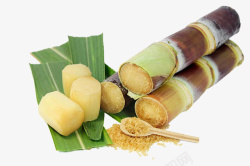 矢量甘蔗绿叶蔗糖与新鲜竹蔗高清图片