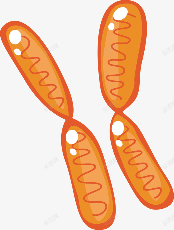 成对儿的染色体png免抠素材_新图网 https://ixintu.com DNA 染色体 生物学 生物遗传 矢量png 遗传物质
