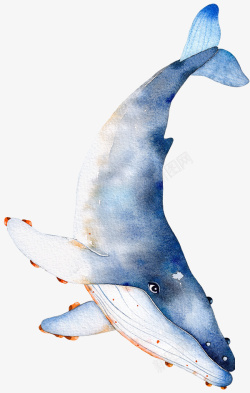 蓝色尾巴游来游去的鲨鱼水彩图高清图片