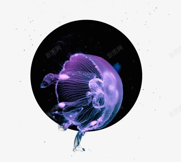 深海水母png免抠素材_新图网 https://ixintu.com 光效 动物 彩色水母 水母 深海 素材 紫色水母 设计