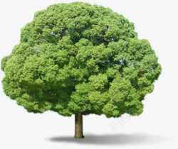 CAD树立面茂密的绿色树立面树高清图片