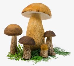 茂密的蘑菇素材