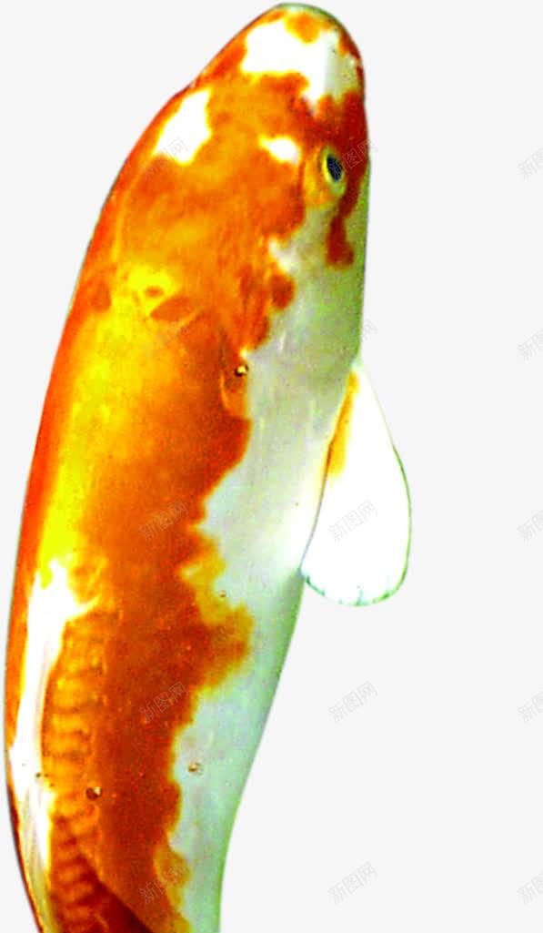 金色白斑的金鱼招聘png免抠素材_新图网 https://ixintu.com 图片 招聘 白斑 金色 金鱼