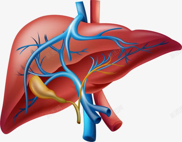 手绘肝脏png免抠素材_新图网 https://ixintu.com 内脏 内脏图 写实 手绘 肝脏 脏器 血管