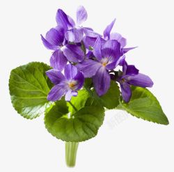 紫罗兰花束素材